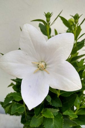 Platycodon-Astra-White-02