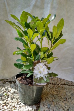 Rhododendron-Madame-Masson-01