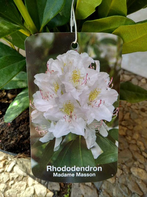 Rhododendron-Madame-Masson-02