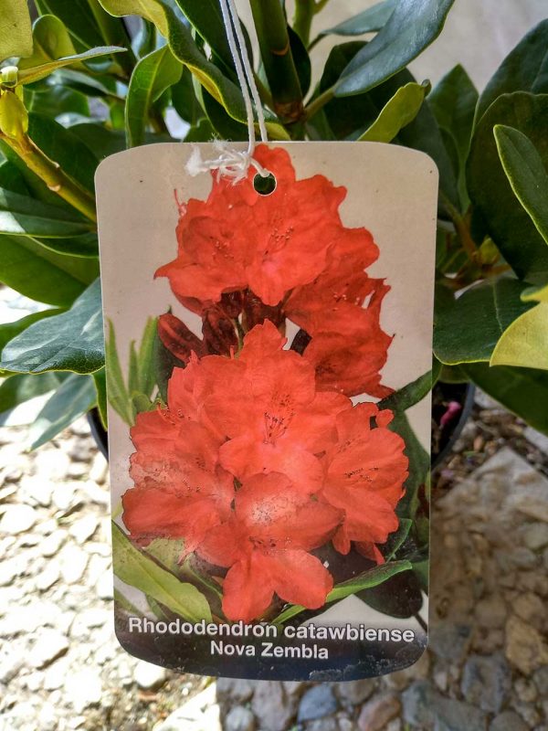 Rhododendron-Nova-Zembla-02
