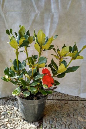Rhododendron-Nova-Zembla-03