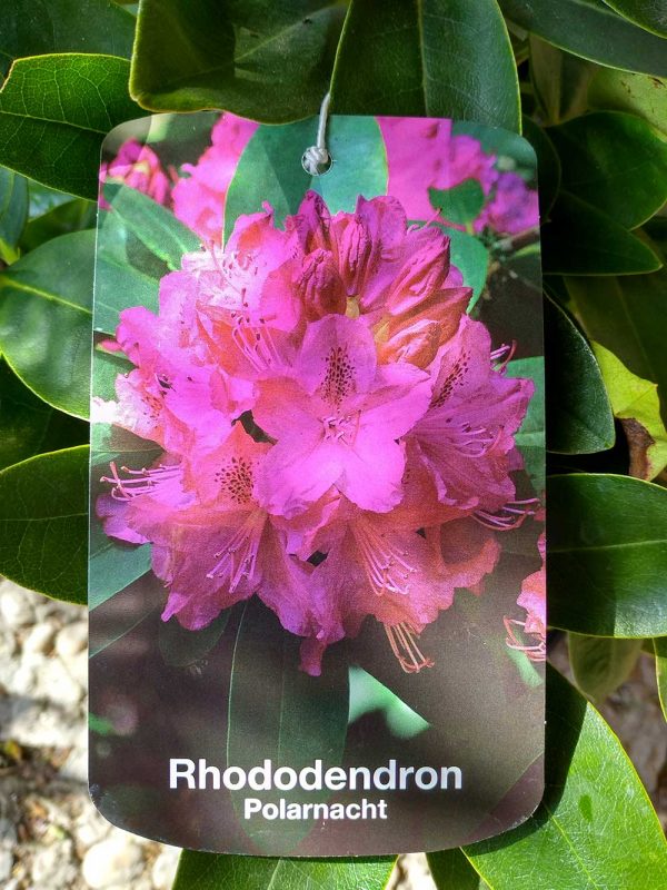 Rhododendron-Polarnacht-01