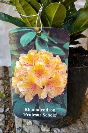 Rhododendron-Profesor-Scholz-03