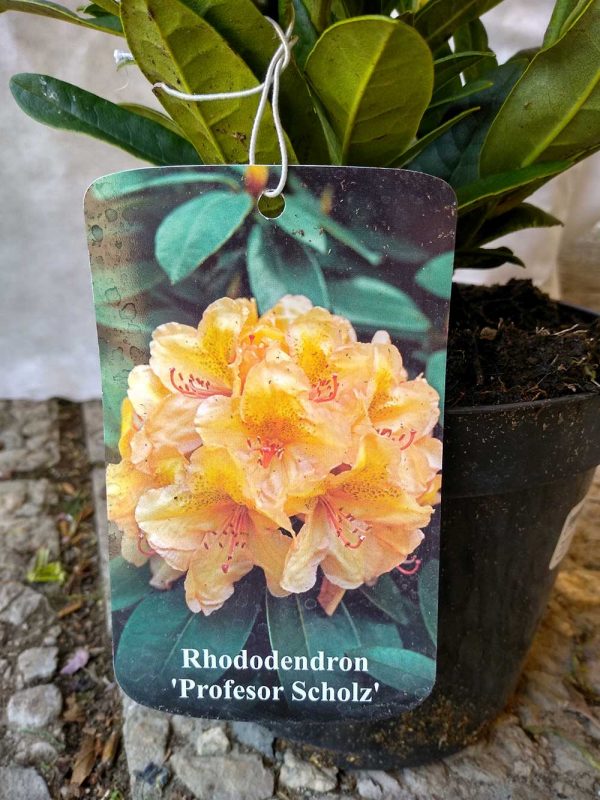 Rhododendron-Profesor-Scholz-03