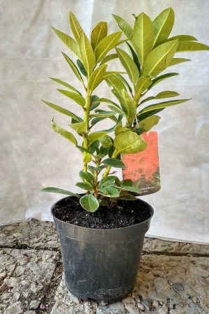 Rhododendron-Red-Jack-01