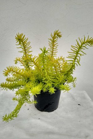 Sedum-Angelina-06