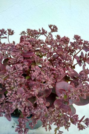Sedum-Floriferum-04