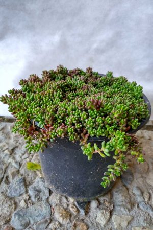 Sedum-album-Coral-Carpet-02