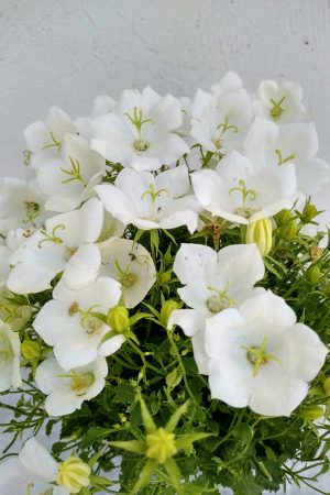 campanula-carpatica-Pearl-White-04