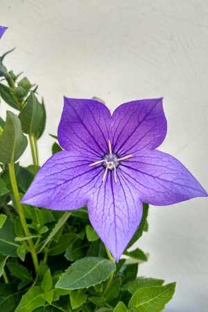 platycodon-Astra-Blue-03