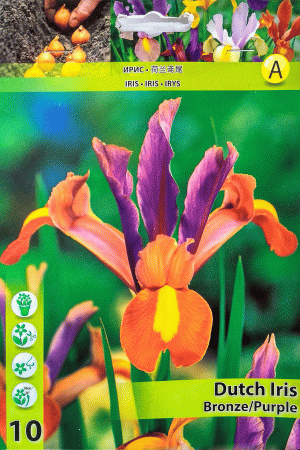 Ирис,хоби опаковка-Dutch Iris Bronze/Purple
