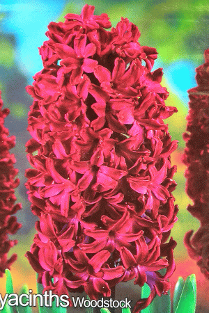 Зюмбюл,1 брой луковица-Hyacinth 'Woodstock'