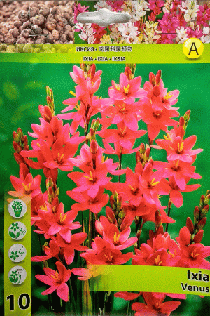 Иксия, хоби опаковка  с 10 бр. Ixia 'Venus'