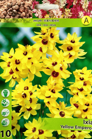 Иксия, хоби опаковка  с 10 бр. Ixia 'Yellow Emperor'