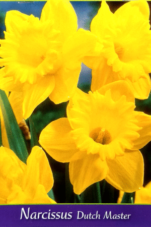 Нарцис,хоби опаковка-Narcissus 'Dutch Master'