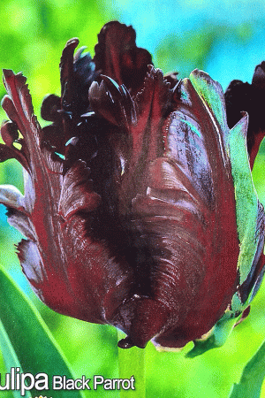 Лале, хоби опаковка - Tulipa 'Black Parrot'