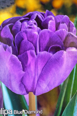 Лале,1 брой луковица-Tulipa 'Blue Diamond'