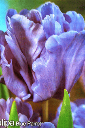 Лале,1 брой луковица-Tulipa 'Blue Parrot'