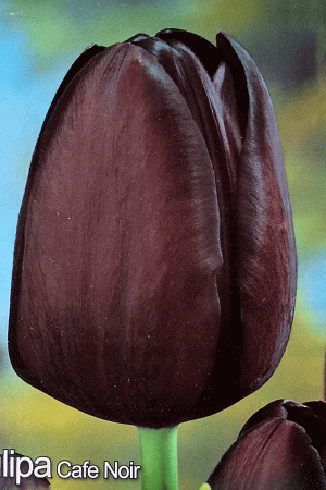 Лале,1 брой луковица-Tulipa 'Cafe Noir'