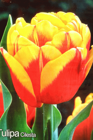 Лале,1 брой луковица-Tulipa 'Cilesta'