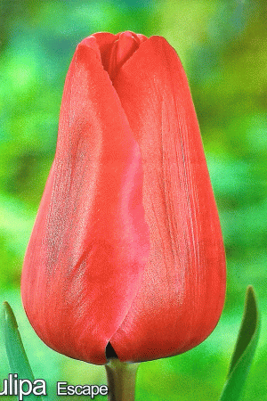 Лале,1 брой луковица-Tulipa 'Escape'