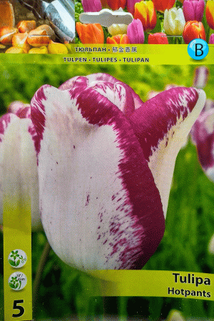 Лале, хоби опаковка - Tulipa 'Hotpants'