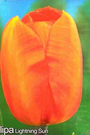 Лале,1 брой луковица-Tulipa 'Lightning Sun'