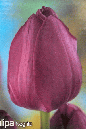 Лале, хоби опаковка  с 5 бр. Tulipa 'Negrita'
