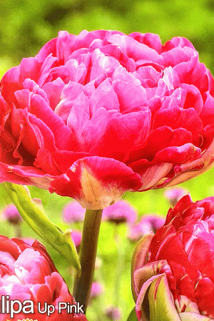 Лале,1 брой луковица-Tulipa 'Up Pink'