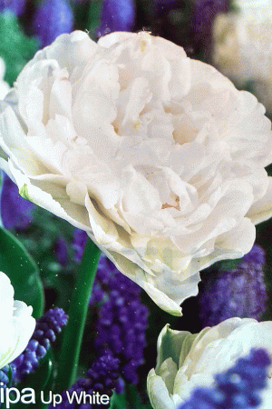 Лале,1 брой луковица-Tulipa 'Up White'