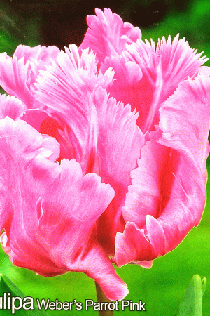 Лале,1 брой луковица-Tulipa 'Weber's Parrot Pink'