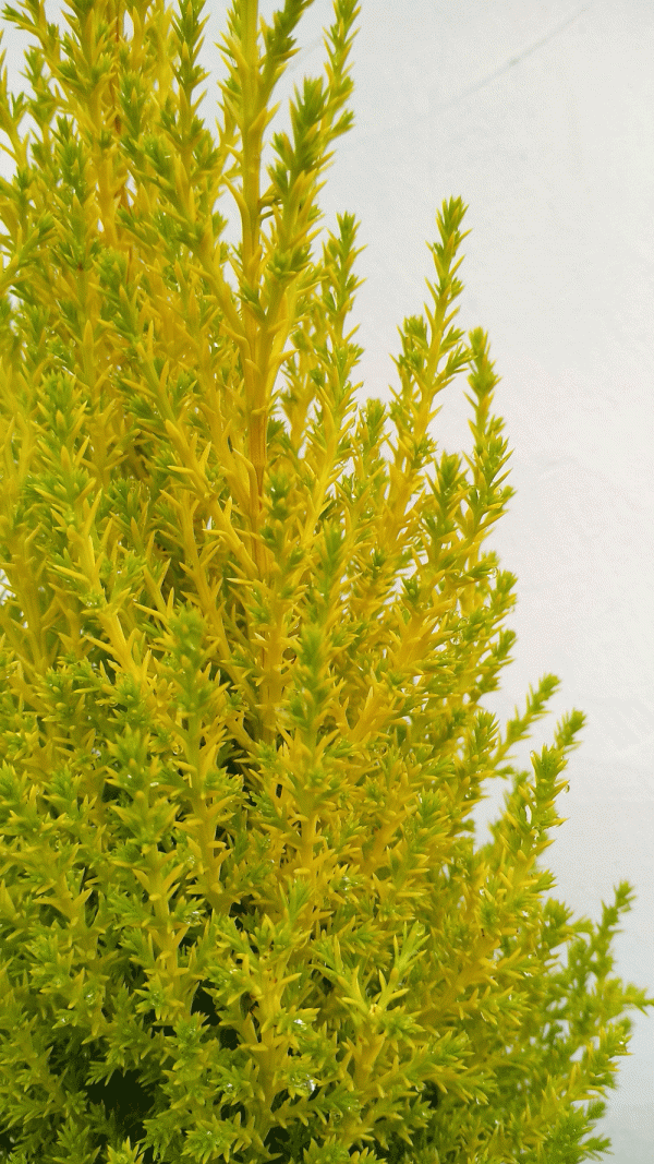 Лимонов кипарис - Cupressus macrocarpa 'Wilma' - Image 2