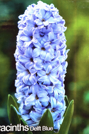Зюмбюл,хоби опаковка-Hyacinth 'Delft Blue'