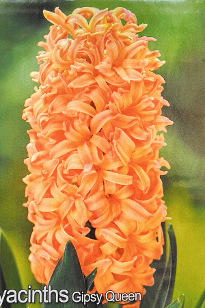 Зюмбюл, хоби  опаковка-Hyacinth 'Gipsy Queen'