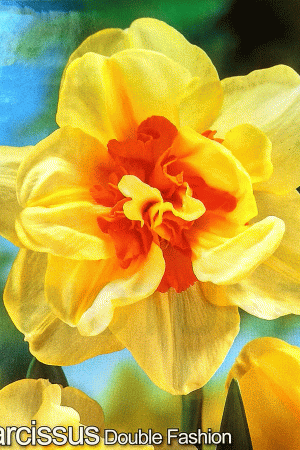 Нарцис,хоби опаковка - Narcissus 'Double Fashion'