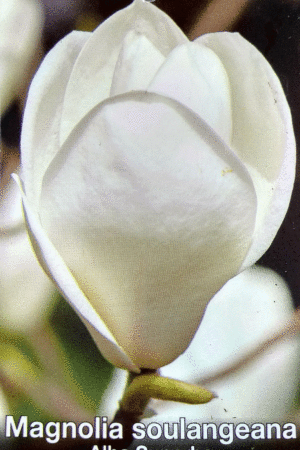 Магнолия- Magnolia soulangeana 'Alba superba'