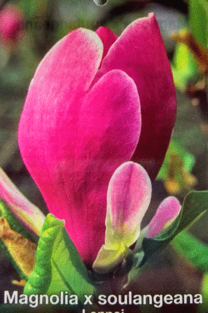 Магнолия- Magnolia soulangeana 'Lennei'