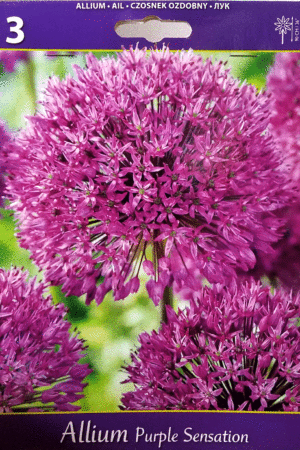 Декоративен лук, хоби опаковка- Allium 'Purple Sensation'