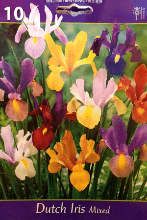 Ирис,хоби опаковка-Dutch Iris Mixed