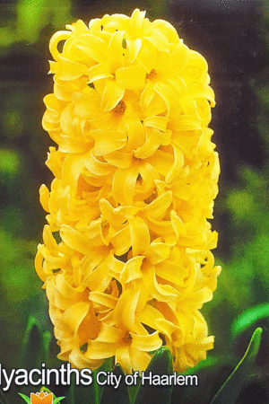 Зюмбюл, хоби опаковка-Hyacinth 'City of Haarlem'