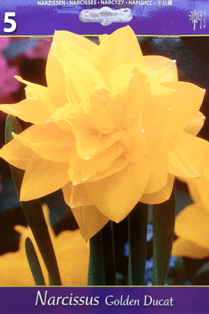 Нарцис, хоби опаковка- Narcissus 'Golden Ducat'