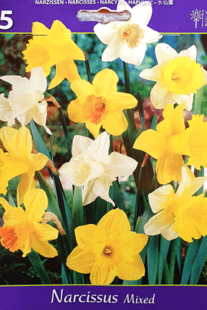 Нарцис, хоби опаковка- Narcissus 'Mixed'