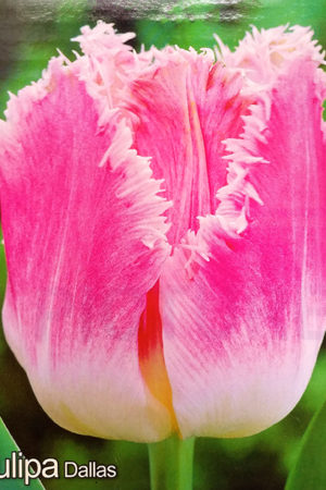 Лале,1 брой луковица-Tulipa 'Dallas'