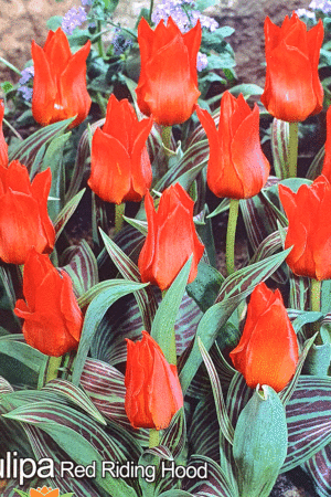 Лале,1 брой луковица-Tulipa 'Red riding hood'
