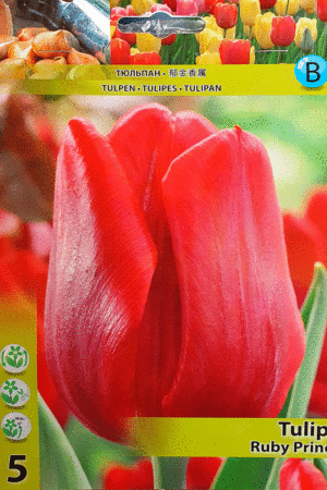 Лале, хоби опаковка-Tulipa 'Ruby Prince'