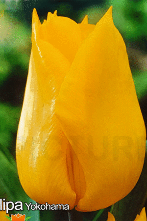 Лале,1 брой луковица-Tulipa 'Yokohama'