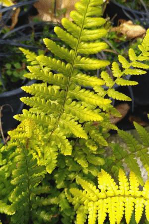 Папрат-Dryopteris filis-max