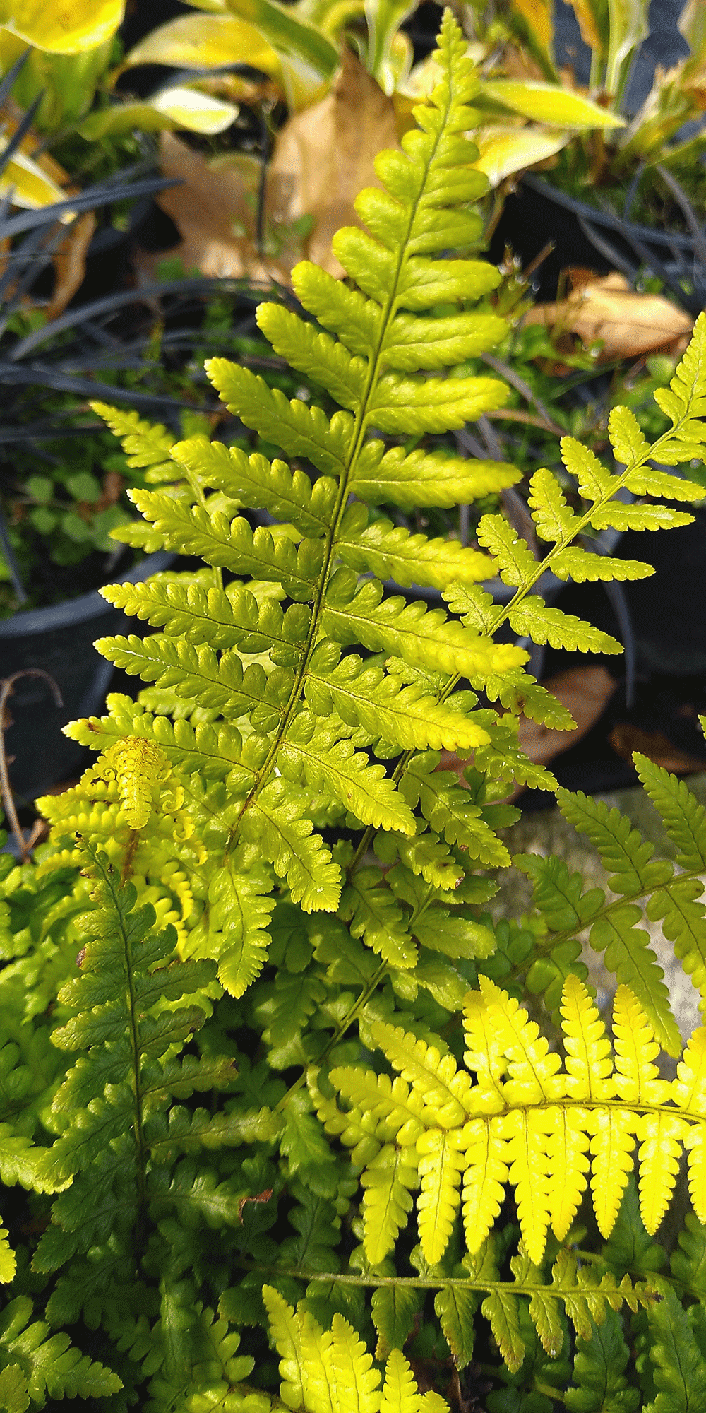 Папрат-Dryopteris filis-max