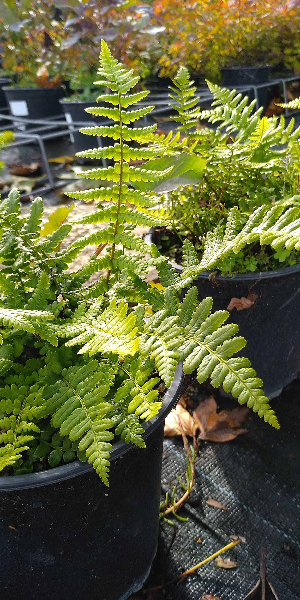 Папрат-Dryopteris filis-max - Image 2