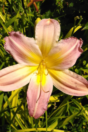 Хемерокалис Катарина Уудбъри-Hemerocallis 'Catharina Woodburry'